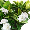 300+ Gardenia Seeds Cape Jasmine Flower Seed for Home Garden