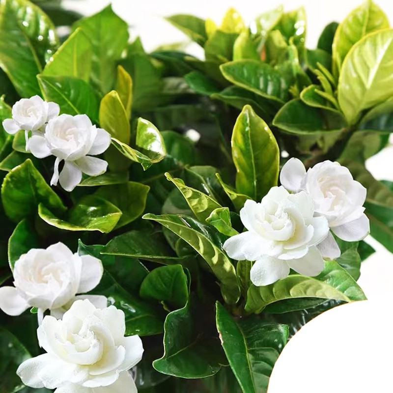 300+ Gardenia Seeds Cape Jasmine Flower Seed for Home Garden