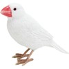Birdie Bill Realistic Bird Hard Type Toy Doll Figure (Cockatiel)