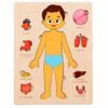 Wooden Human Body Puzzle for Kids - Removable Organ Pieces