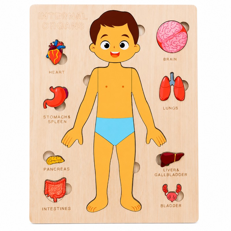 Wooden Human Body Puzzle for Kids - Removable Organ Pieces
