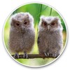 Vinyl Stickers (Set of 2) 20cm - Cute Baby Owls Wild Nature #2322