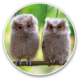 Vinyl Stickers (Set of 2) 20cm - Cute Baby Owls Wild Nature #2322