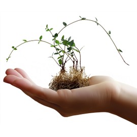 Asiatic Jasmine | 10 Live Bare Root Pips | Trachelospermum Asiaticum | Low Maintenance Ground Cover Plants | Fast Spreading Evergreen for Landscaping