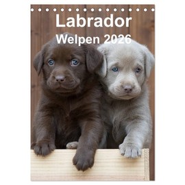 Labrador Welpen (Tischkalender 2026 DIN A5 hoch), CALVENDO Monatskalender: Ein ganzes Jahr voller Labrador Welpen (CALVENDO Tiere)