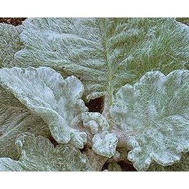 Salvia Sage Argentea Perennial Seeds