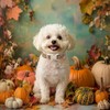 Babole Pet Fall Dog Collar Cute Autumn Pumpkin Puppy Collar
