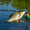 Double-Hook Reverse Bottom Rig, Swimming Bait for Beginners, Amateurs and