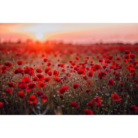 CZ Grain 600 Red Poppy Seeds for Planting Grow Exotic Red Poppy