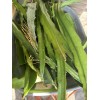 ORGANICO DRAGON FRUIT CUTTINGS 8-14 Inches check the description