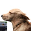 Toogod Riders Golden Retriever Car Sticker Window Decal for Vehicles