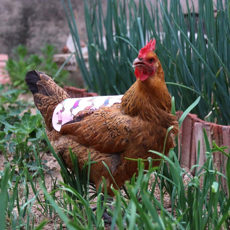 5 Pieces Chicken Saddle Hen Apron Set, Feather Protection Jacket