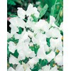 Mr Fothergills Mr Fothergill's 21025 Flower Seeds, Sweet PEAS Collection