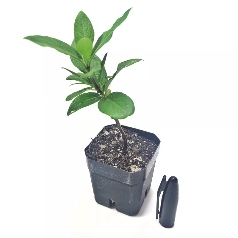 Roots Hall's Honeysuckle starter Live Plant - 1 Stem with