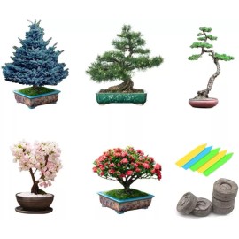 CZ Grain Bonsai Tree Seeds 5 Varieties of Non GMO Heirloom Bonsai Seeds Starter