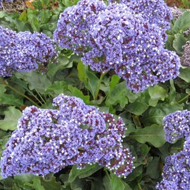 Sea Lavender Seeds (Limonium latifolium) Packet of 20 Seeds