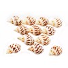 Florida Shells and Gifts 24 Babylonia Areolata Shells 1-1 1/2"