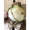 Amaryllis Picotee Healthy Bulb 28-30cm! Great Holiday Gift! Easy Grow