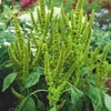 Outsidepride Amaranthus Green Thumb Flower Seed - 10000 Seeds