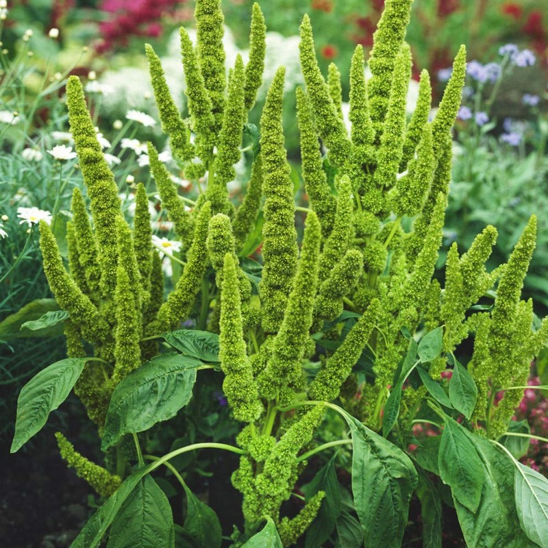 Outsidepride Amaranthus Green Thumb Flower Seed - 10000 Seeds