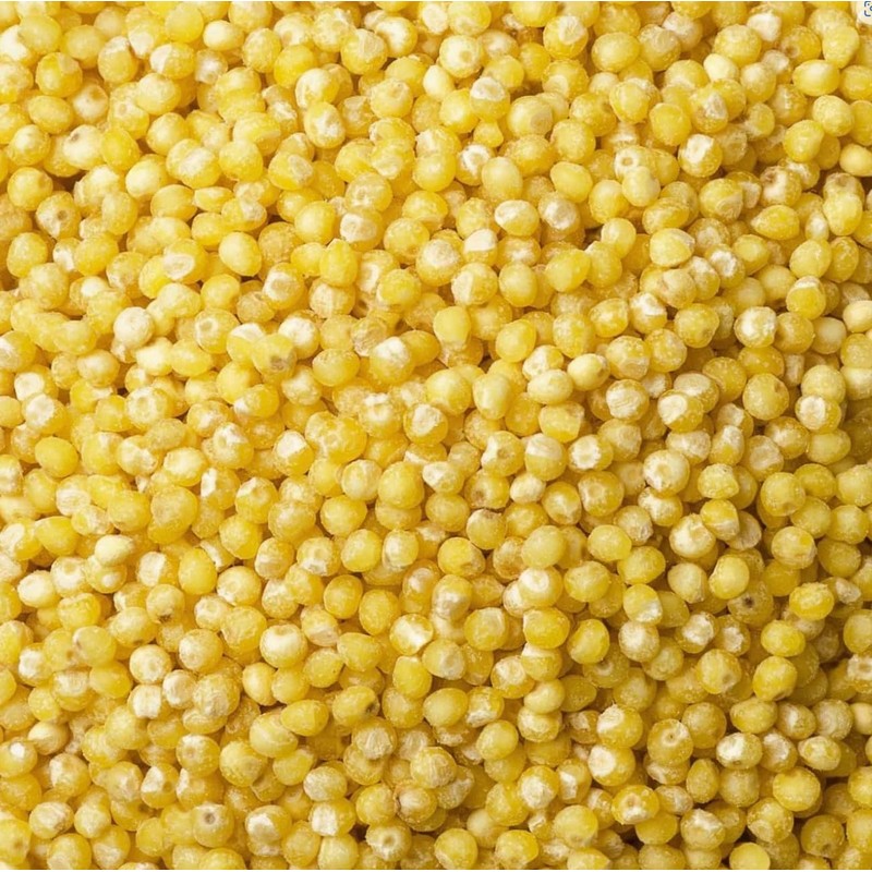 North Spore Bulk Organic Millet Grain for Mushroom Cultivation