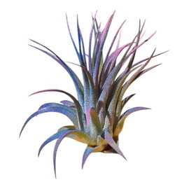 It Blooms Rainforest Grown 3 Pack Ionantha Air Plants Assorted Sizes Cotton Candy Enhanced Coloring - Live Tillandsia - 1 to 3 inches â€“ Succulents 30 Day Guarantee