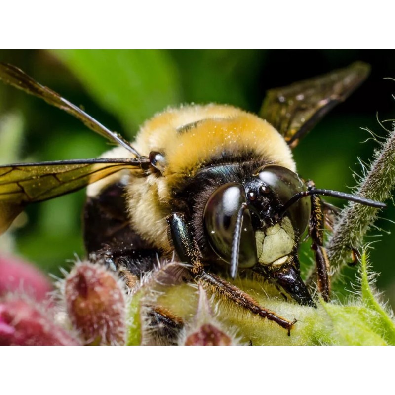 4 Real Carpenter bee DRYED SPECIMEN INSECT TAXIDERMY WE GOT