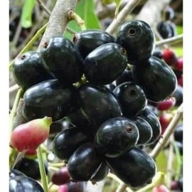 Unbranded Black Java Plum (syzygium cumini) fruit tree 5”- 10”Live Plant / Cây Trái Trâm