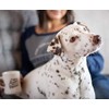 Grounds & Hounds Alpha Blend - Ground, 100% Organic Coffee