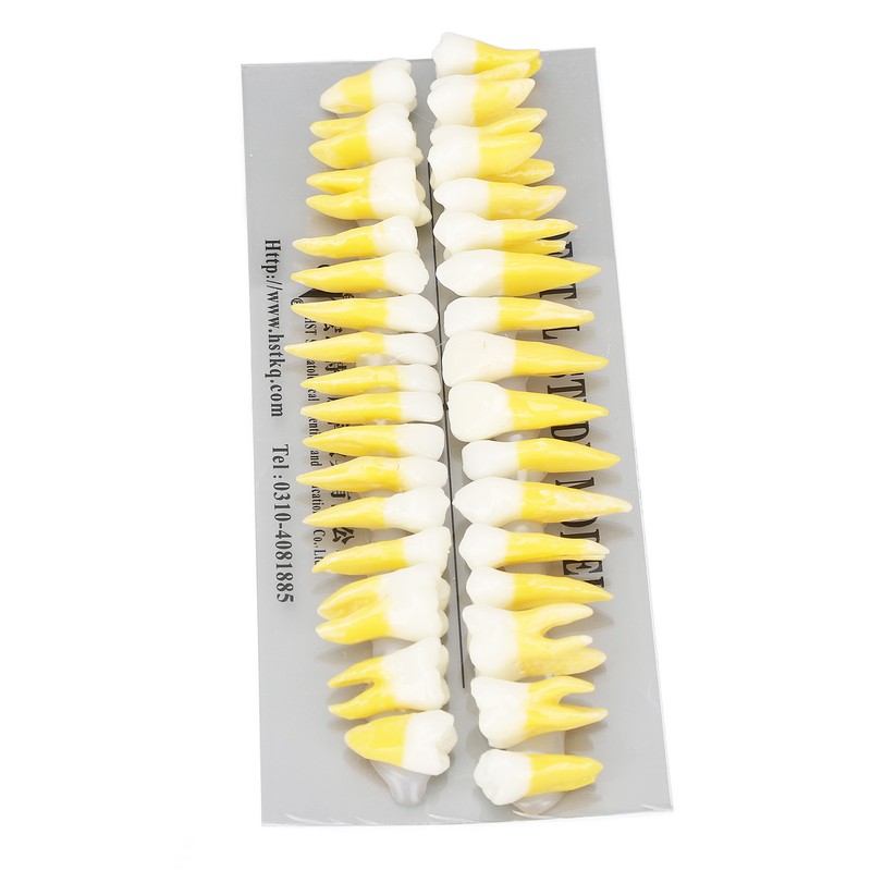 1:1 Scale Permanent Tooth Model 32pcs Dual Colors Permanent Resin