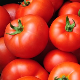 Tomato Garden Seeds - Early Girl Hybrid - 1000 Seeds - Non-GMO, Vegetable Gardening Seed