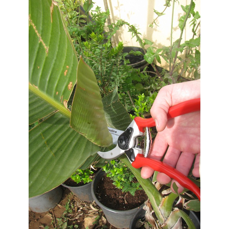 Ars Tiger T2, 4000 – 00 Scissors