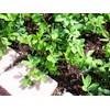 Fresh 40+Jumbo Bailey Virginia Seeds ,GROW PEANUTS IN YOUR GARDEN,
