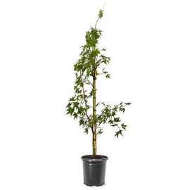 Generic The Japanese Sango Kaku Maple, Award Winning, Coral Bark, Drought Tolerant 1 gal. Nursery Pot (Due to Agricultural Laws, we Cannot Ship to CA, AZ, AK, or HI)