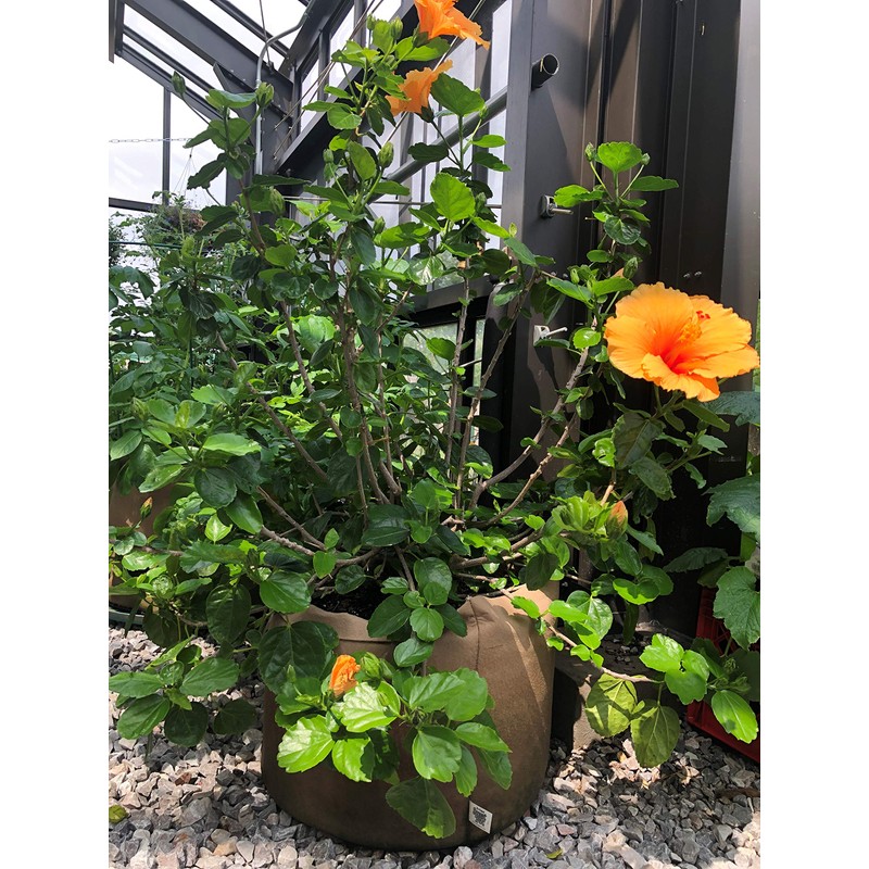 Smart Pots 10-Gallon Smart Pot Soft-Sided Container, Tan