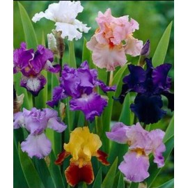 mixed tall bearded iris 24 mixed tall bearded iris RHIZOMES