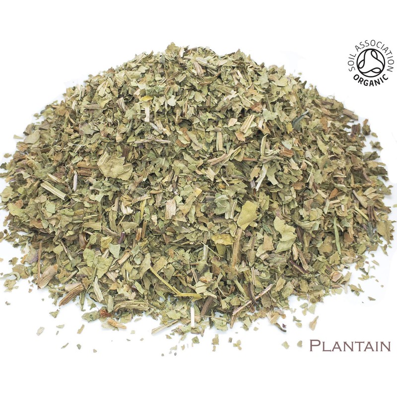 Organic Plantain Leaf Pure Herbal Infusion (25 Unbleached Tea Bags