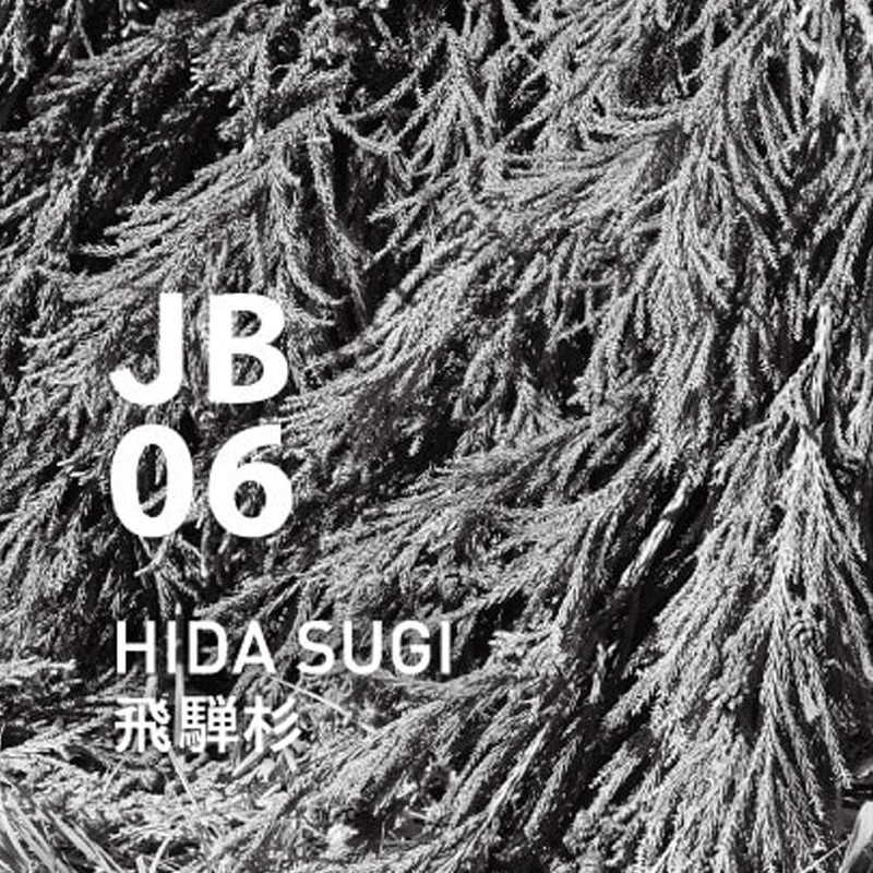 Hida Sugi Japanese Botanical Air Essential Oil, 10ml