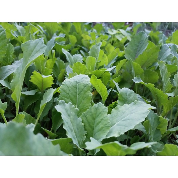 POPPA IN THE GARDEN 500 Collard Seeds Greens THANKS FROM