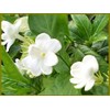 Maid of Orleans Arabian Sambac Jasmine Live Plant Fragrant Single