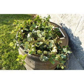 RTS Home Accents Round 35-Gallon Rain Barrel with Brass Spigot and Built-In Planter, Woodgrain