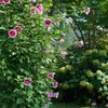 Proven Winners 2 Gal. Purple Pillar Rose of Sharon (Hibiscus)