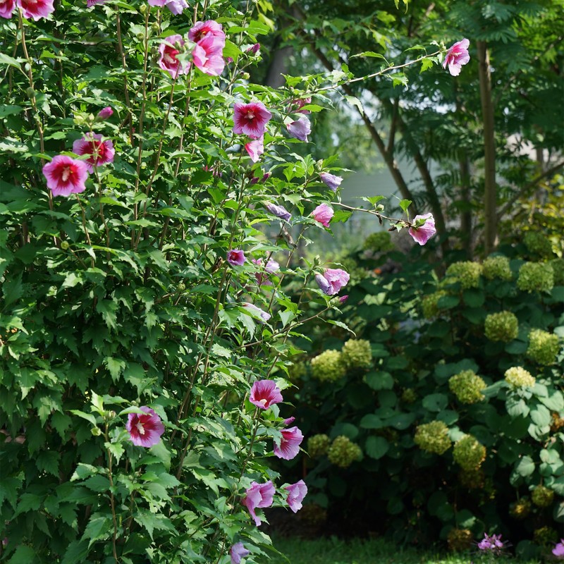 Proven Winners 2 Gal. Purple Pillar Rose of Sharon (Hibiscus)