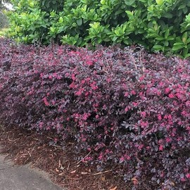 Loropetalum Daruma Compact Ruby I 30 Live Plants I Chinese Fringe Flower I Vibrant Red Foliage and Pink Flowers, Low-Maintenance, Compact Shrub for Borders and Containers