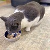 SPOT Ceramic Dish - Whisker-Friendly, Low-Edge Saucer for Cats, Birds,