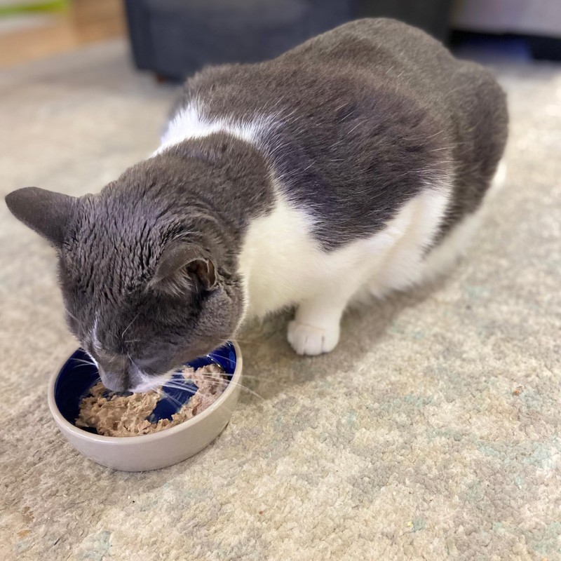 SPOT Ceramic Dish - Whisker-Friendly, Low-Edge Saucer for Cats, Birds,