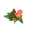 Orange Anthurium - 6" from California Tropicals