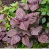 Seed-Top 200 Purple Shiso Seeds Perilla frutescens, Asian Culinary Chinese