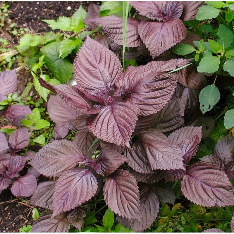 Seed-Top 200 Purple Shiso Seeds Perilla frutescens, Asian Culinary Chinese