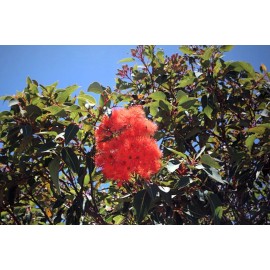 Serendipity Seeds Tropical Seeds - Red Flowering Gum - Corymbia ficifolia Tree -25 Seeds